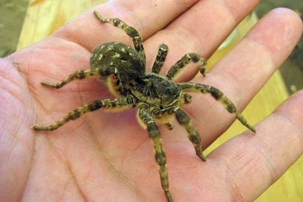 Укуч южнорусского тарантула может вызвать болезненную реакцию и привести к небольшому отеку.