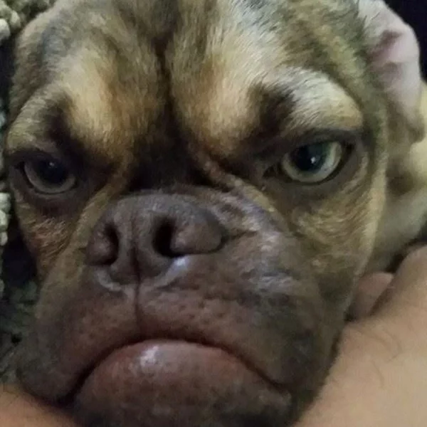 Tut i nižej fota: Earl The Grumpy Puppy via Facebook
