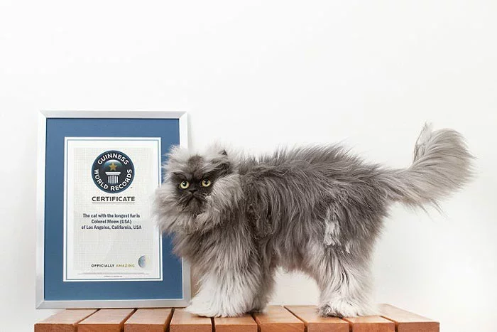 Фото Guinness World Records.