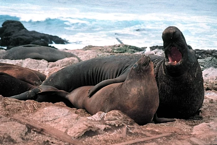Elephant seal морской слон марскі слон