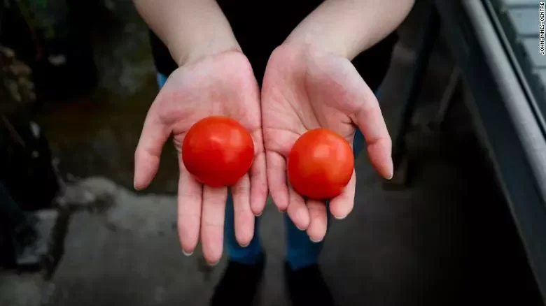 Модифицированный помидор (слева) и обычный (справа)