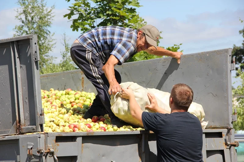 Фота газеты «Чачэрскі веснік»: пачаўся сезон закупу яблык у сялян.