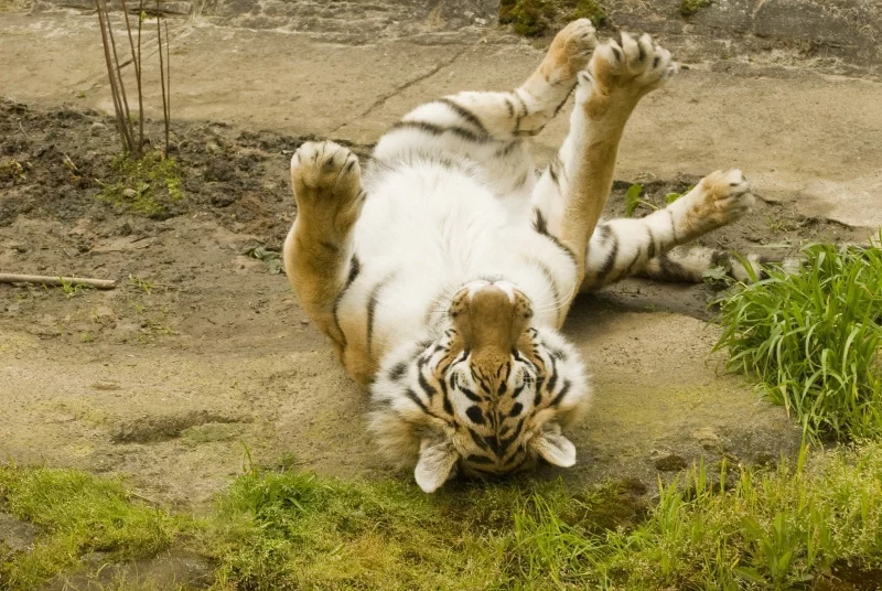 Амурский тигр в зоопарке Орегона, США. Фото: oregonzoo.org