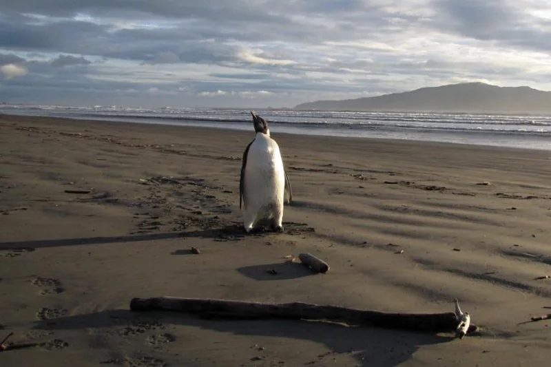 Императорский пингвин на пляже Пако-Пако в Новой Зеландии. Фото: dailymail.co.uk
