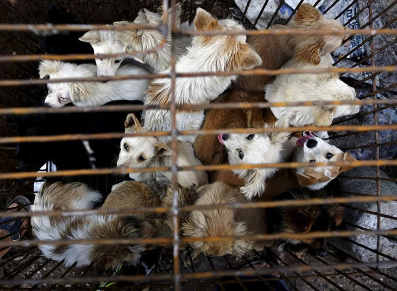 Юлинский фестиваль собачьего мяса. Здесь и ниже фото: Reuters