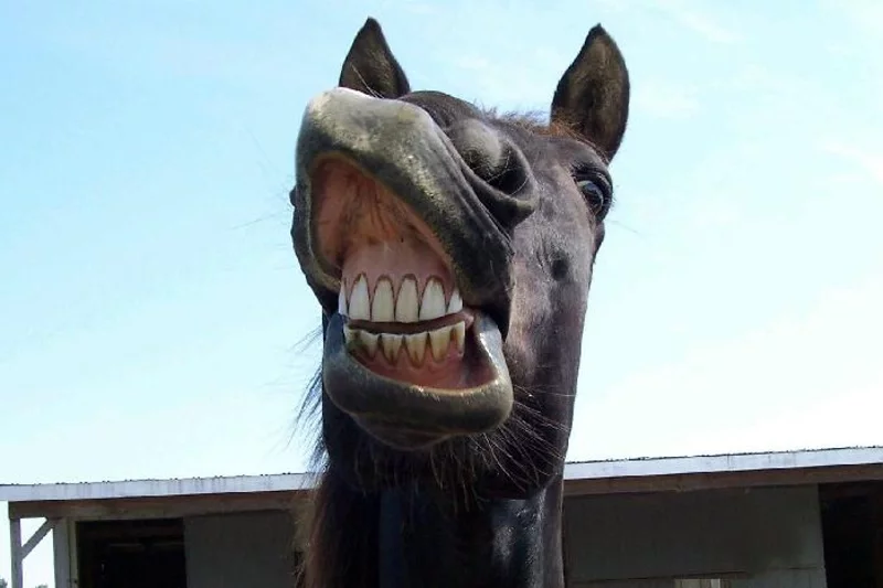Когда лошадь «улыбается», она имеет в виду совсем не то, что думает человек. Фото: infobarrel.com