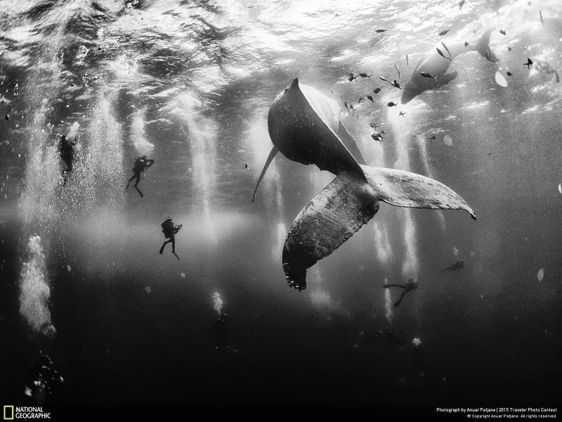 «Whale Whisperers», Мексика. Фото: Anuar Patjane