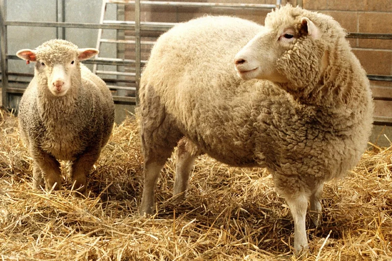 Справа овца Долли, первый в мире клон животного, отличить клон от обычного животного не возможно, фото Reuters.com