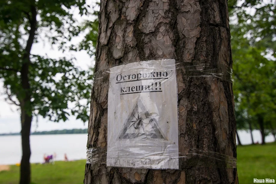 Осторожно, клещи! Плакат с предупреждением на дереве на Минском море. Фото: Наша Ніва
