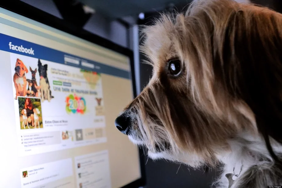 Пока не сообщается, как будут называть пользователей, аккаунты которых ведутся от имени животных. Фото: The Huffington Post