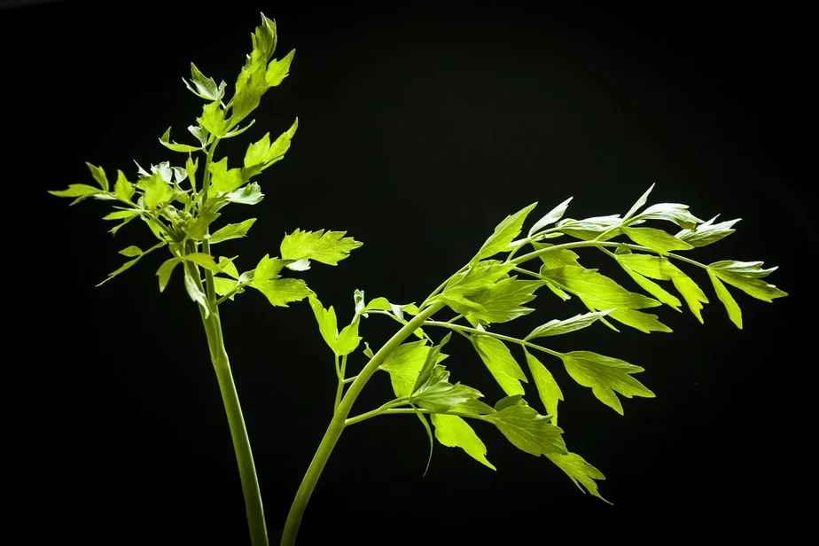 Любіста — высокая (да 2 м) шматгадовая травяністая расліна са светла-жоўтымі кветкамі. Фота: shutterstock.com by Sunrise Hunter