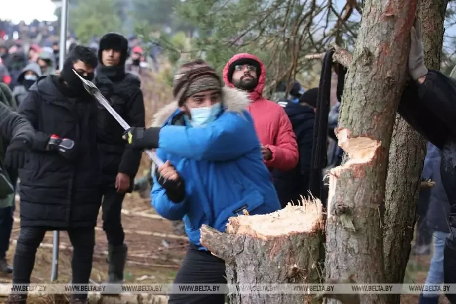 Мигрант срубает дерево на белорусско-польской границе 15 ноября. Фото БелТА.