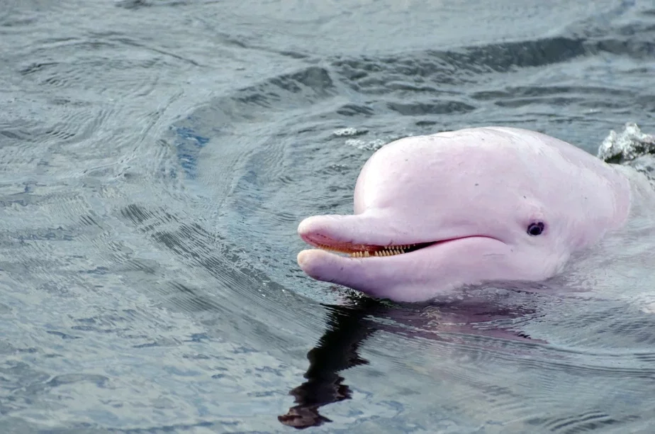Ružovy račny delfin