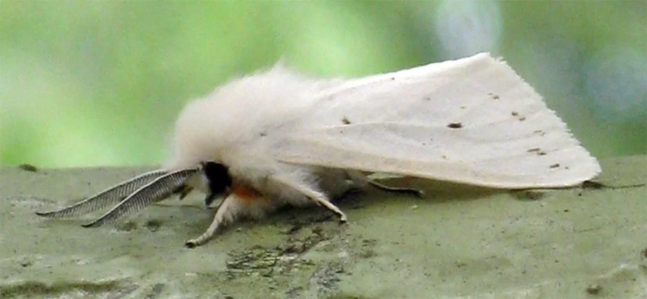 Амерыканскі белы матыль (Hyphantria cunea)