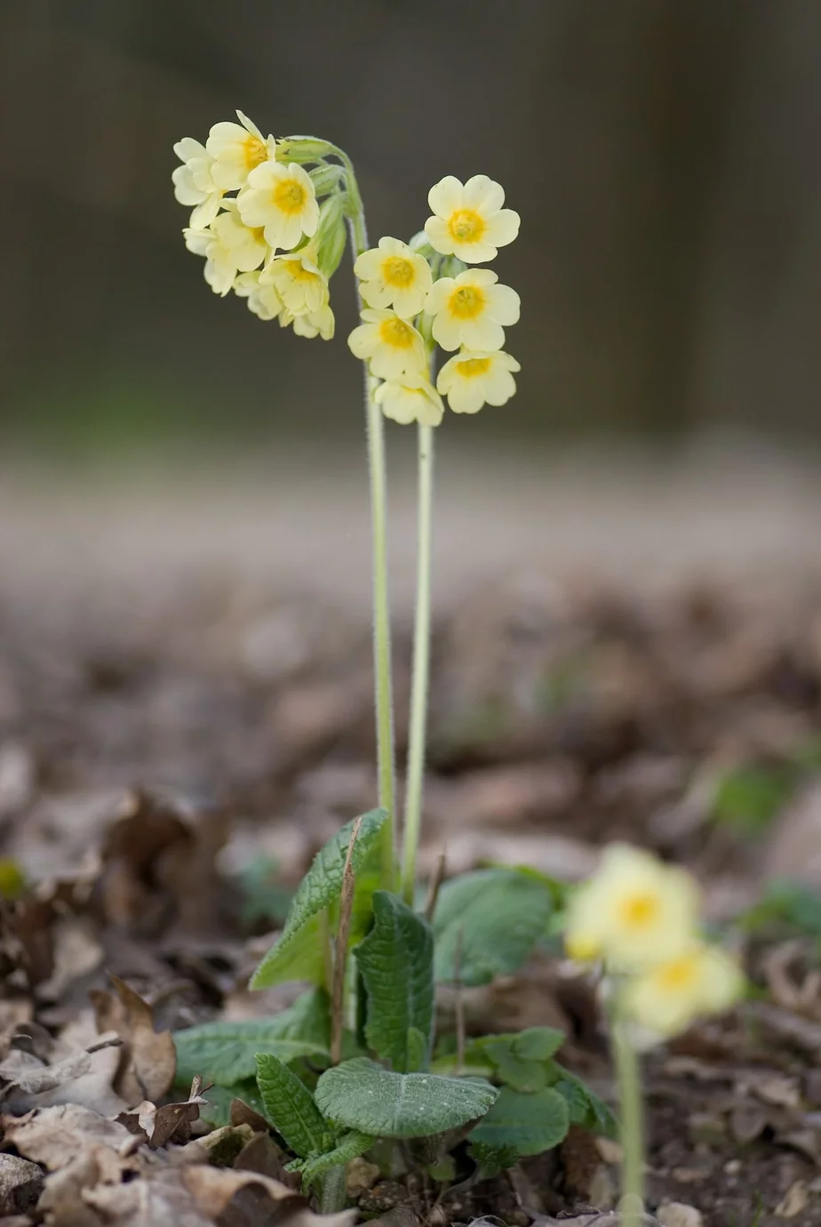 Ключики, или Primula elatior. Фото: Wikimedia Commons