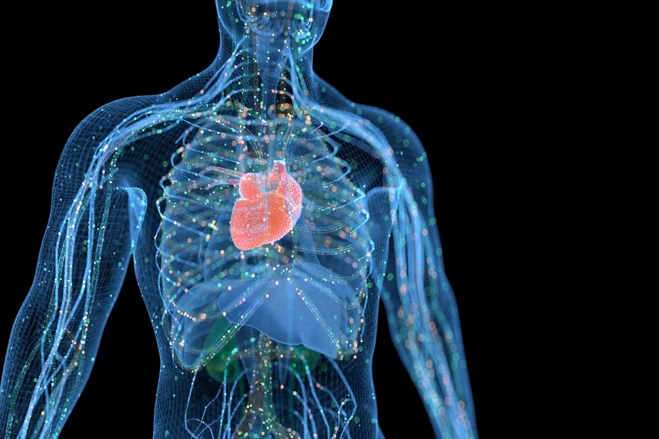 сердечно-сосудистая система сардэчна-сасудзістая сістэма the cardiovascular system